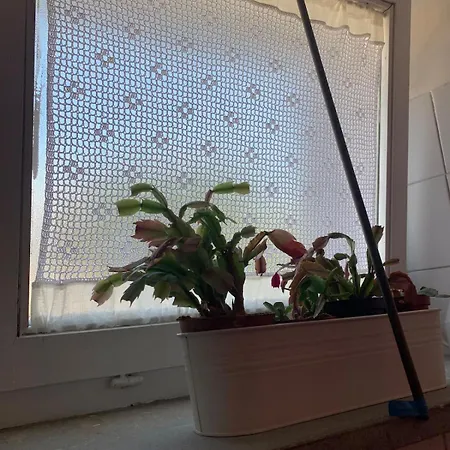 Barilari 16